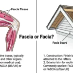 facia or fascia